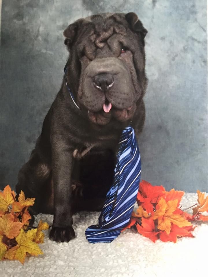 Nos Shar pei