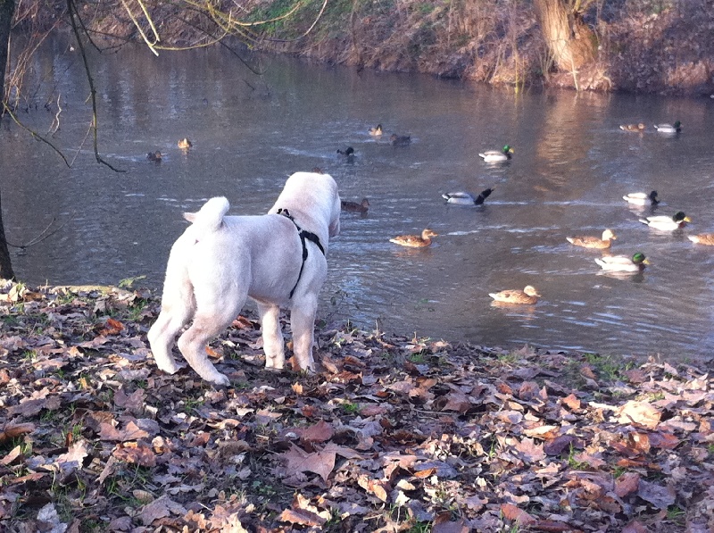 Chiots des plis du Chang Cheng