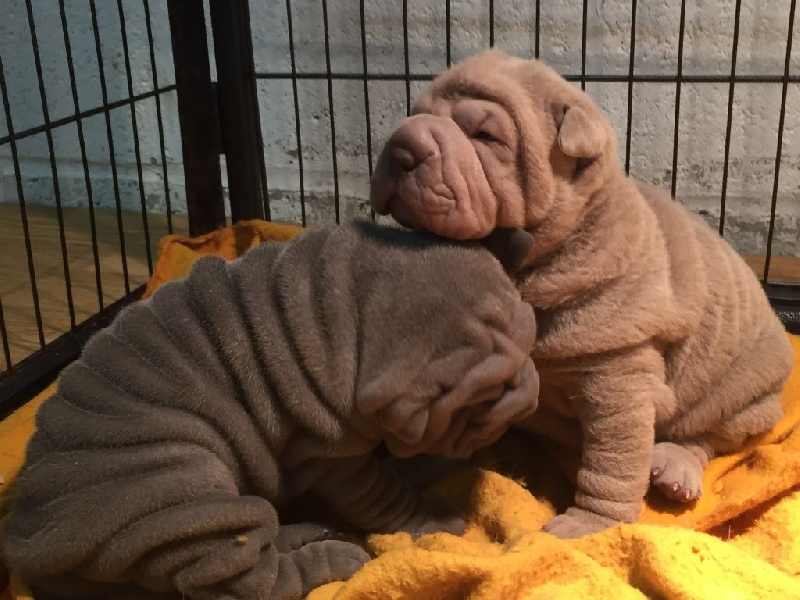 Chiot Shar Pei des plis du Chang Cheng